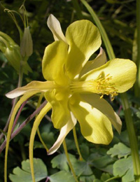 Image of Yellow Flower - Aquilegia Formosa