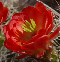 Image of Red Flower